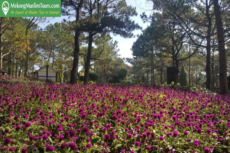 mekkongmuslimtour-dalatmuinemuslimtour1